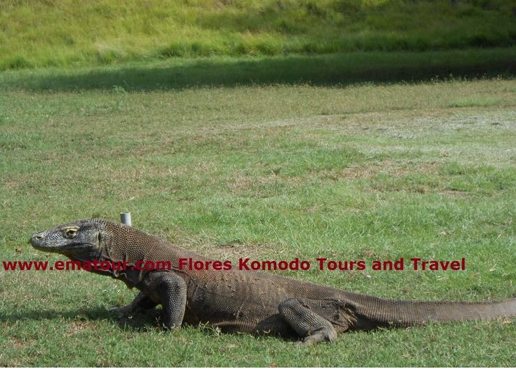 Flores Komodo Tours and Travel
